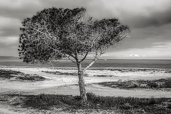 Lone Windblown Pine Tree on Sandy Beach in Black and White
