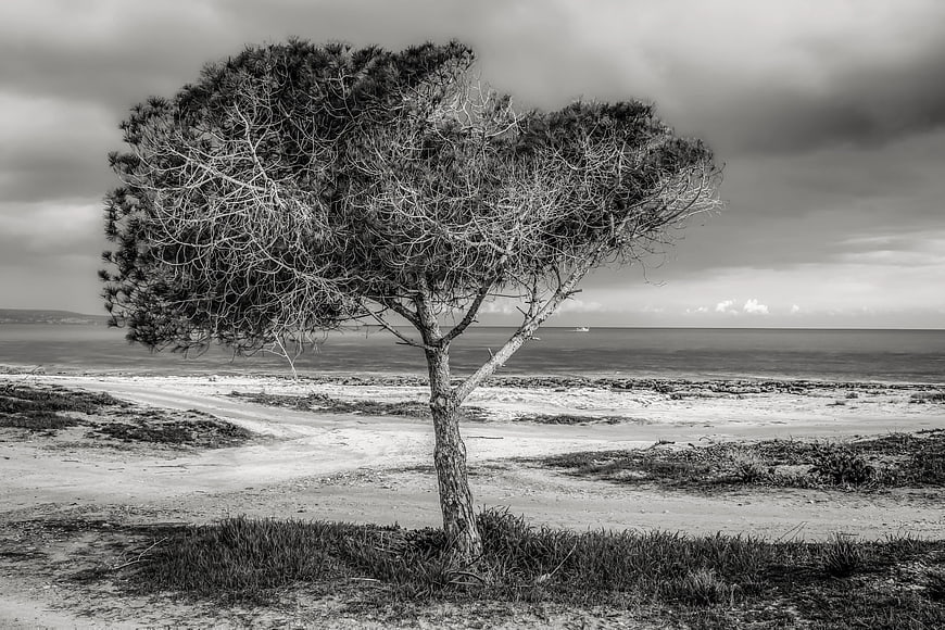 Lone Windblown Pine Tree on Sandy Beach in Black and White