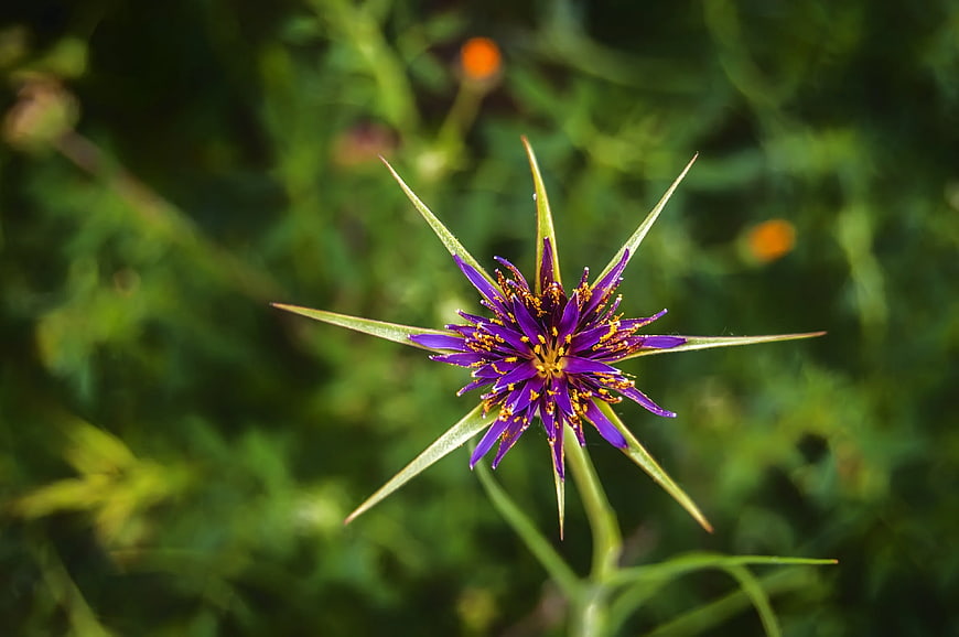 Close-up of Purple Salsify Flower with Green Spiky Bracts