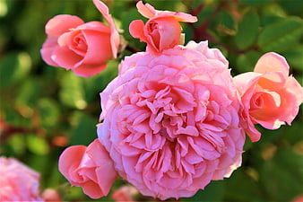 Close-up of vibrant pink roses in a garden