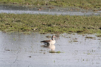 Greylag Goose Swimming in Shallow Wetland Marsh