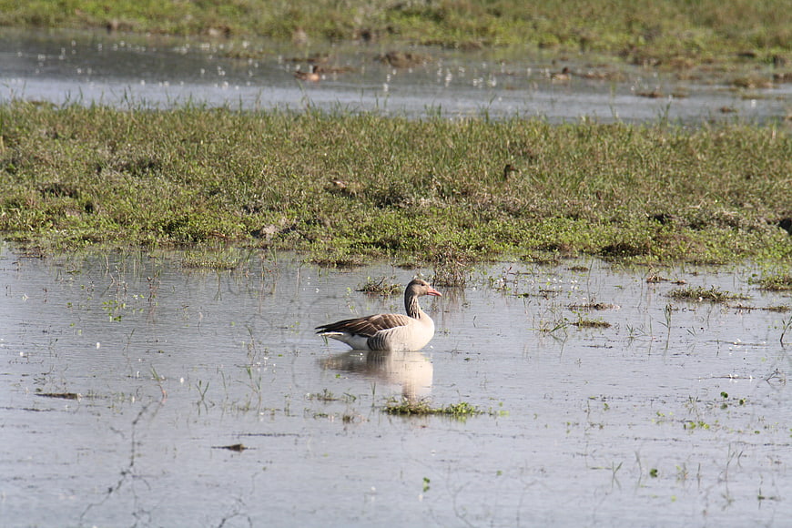 Greylag Goose Swimming in Shallow Wetland Marsh