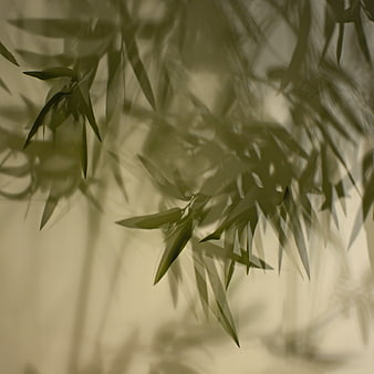 Bamboo leaf shadows on a soft beige curtain background