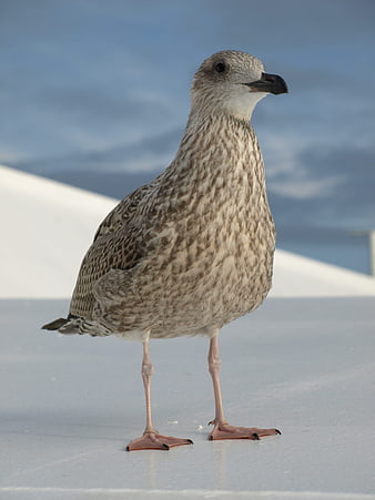 Young Seagull Standing on White Surface with Blue Sky