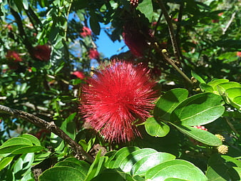 Vibrant Red Calliandra Flower in Sunlight