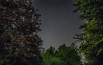 Starry Night Sky Viewed Through Forest Canopy