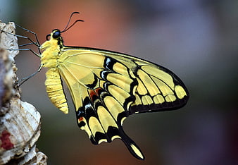 Close-up of a yellow and black swallowtail butterfly perched on a branch