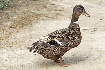 Female Mallard Duck Standing on Sandy Ground