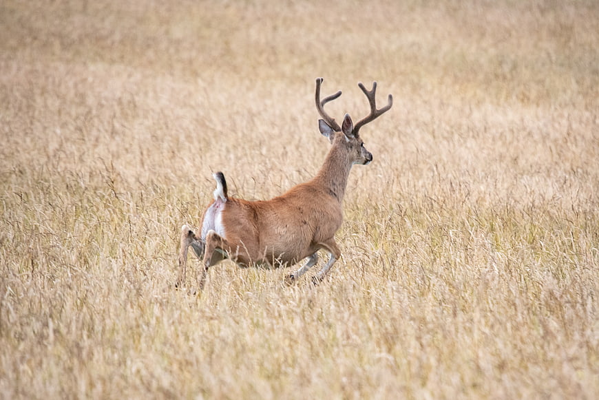 Male deer with antlers running through dry grass field
