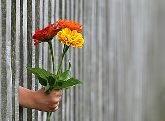 Hand holding colorful zinnia flowers behind wooden fence