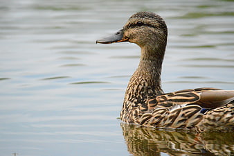 Close-up of a female mallard duck swimming in calm water