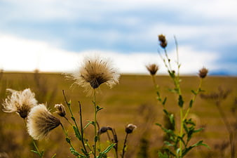 Fluffy Thistle Seed Heads in a Golden Field