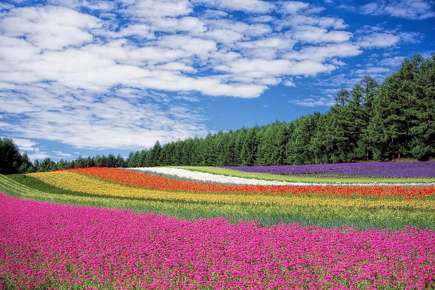 Vibrant Rainbow Flower Field Under Blue Sky
