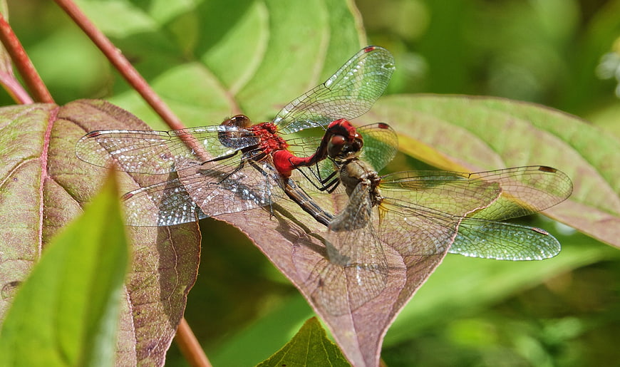 Two Red Dragonflies Mating on a Purple Leaf