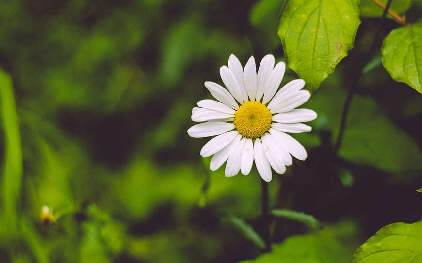 Close-up of a white daisy flower with yellow center in green nature