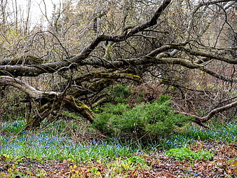 Fallen mossy tree branch over bluebell forest floor
