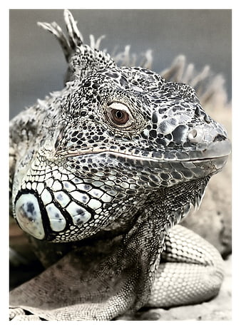 Close-up portrait of a grey iguana head with detailed scales