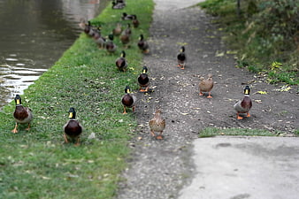 Flock of Mallard Ducks Walking Along Canal Path