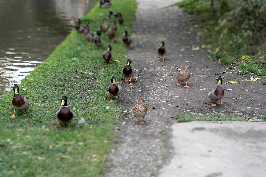 Flock of Mallard Ducks Walking Along Canal Path