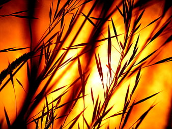 Silhouette of tall grass against vibrant orange sunset background