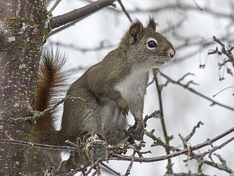 Gray Squirrel Perched on Tree Branch in Winter