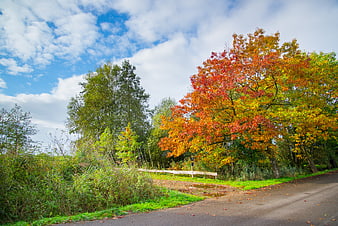 Colorful Chestnut Tree with Autumn Foliage by Country Road