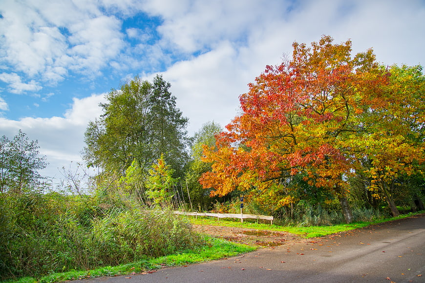 Colorful Chestnut Tree with Autumn Foliage by Country Road