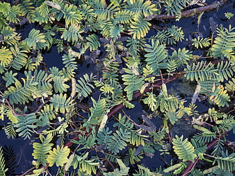 Top View of Water Mimosa Leaves Floating on Dark Pond Water