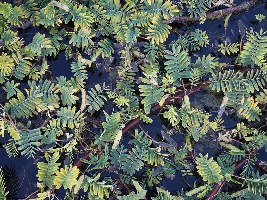 Top View of Water Mimosa Leaves Floating on Dark Pond Water