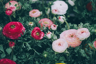 Vibrant Pink and Red Ranunculus Flowers in Garden