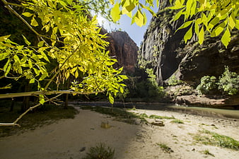 Sunlit Green Leaves Framing Zion National Park Canyon River