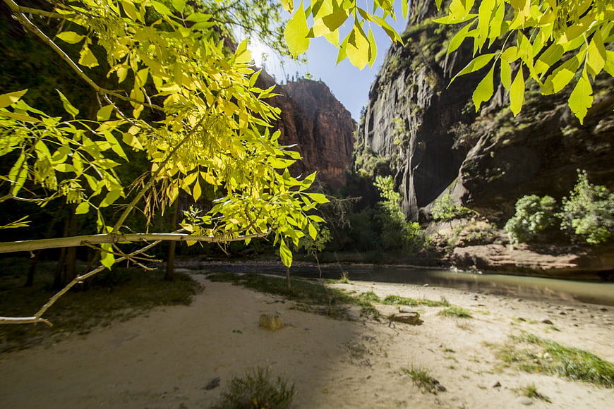 Sunlit Green Leaves Framing Zion National Park Canyon River