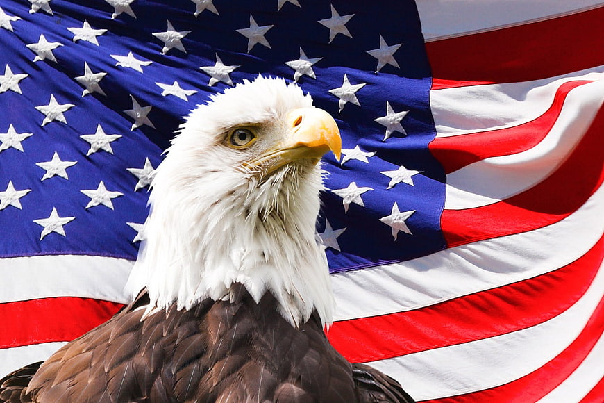 Bald Eagle Portrait in Front of American Flag