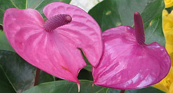 Close-up of vibrant pink anthurium flowers with green leaves
