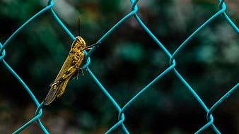 Yellow Grasshopper on Blue Chain Link Fence