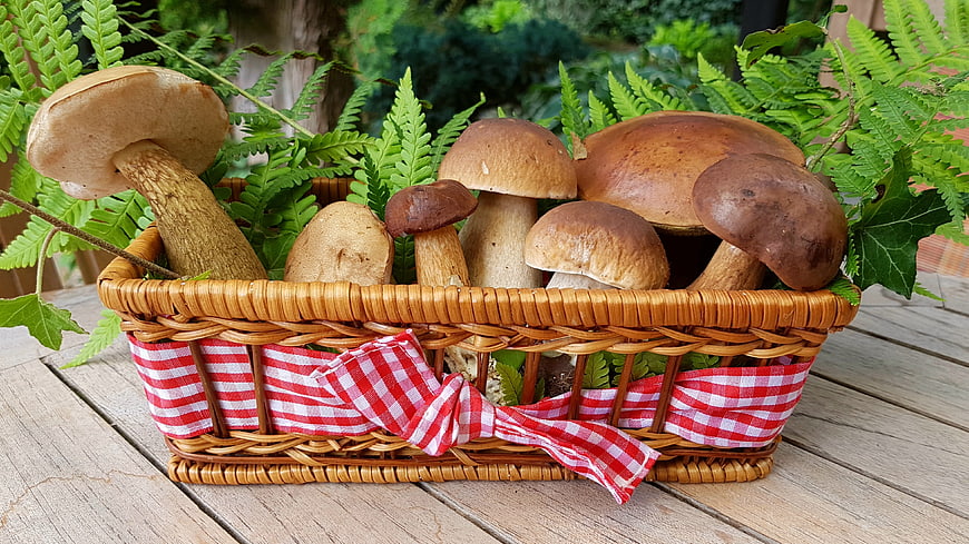 Wicker Basket of Fresh Porcini Mushrooms with Ferns