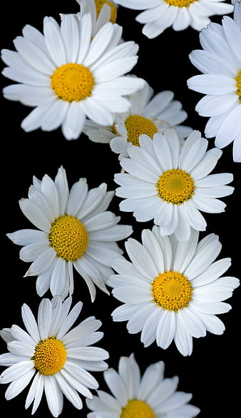 White Daisies on Black Background