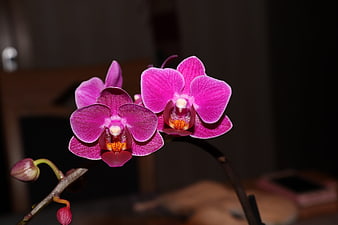 Vibrant Pink Phalaenopsis Orchid Blooms Close-Up