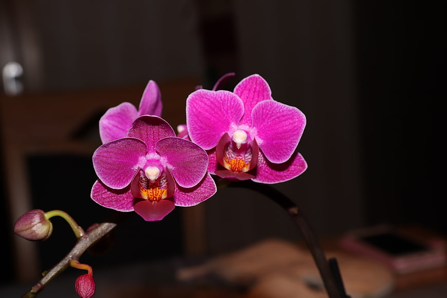 Vibrant Pink Phalaenopsis Orchid Blooms Close-Up