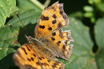 Close-up of a Comma Butterfly on Green Leaves