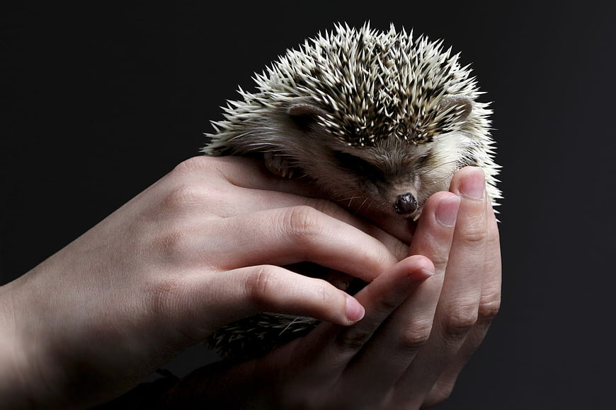 Sleeping hedgehog resting in cupped human hands against dark background