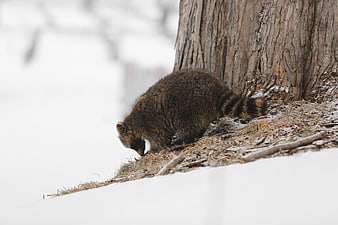 Raccoon foraging in snow near tree trunk