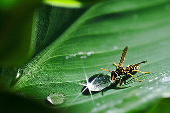 Paper Wasp Drinking Dew Drop on Green Leaf