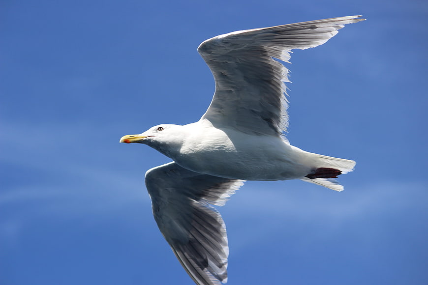 Seagull Soaring in Blue Sky