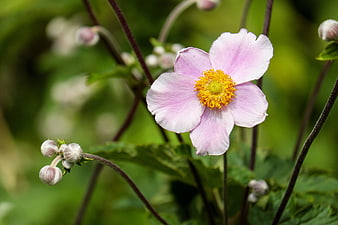 Pink Anemone Flower Close Up With Yellow Center And Green Background