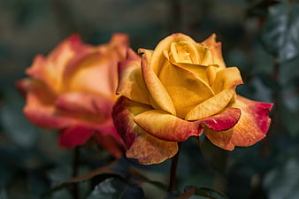 Close-up of yellow and red rose bloom in garden