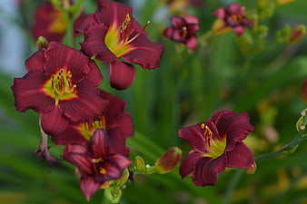 Dark Red Daylilies with Yellow Throats in Garden