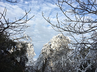 Snow-covered trees against a cloudy blue winter sky