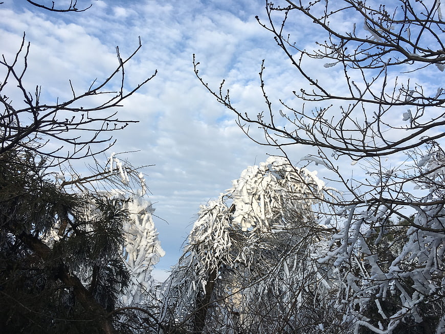 Snow-covered trees against a cloudy blue winter sky