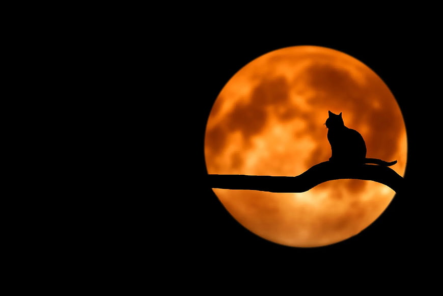 Silhouette of Cat on Branch Against Giant Orange Moon